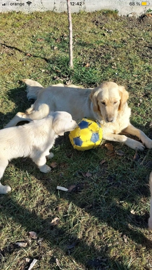 Puiuți Golden Retriver