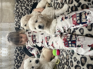 Puiuți Golden Retriver - imagine 5