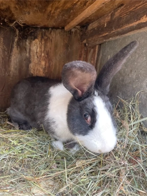 Iepuri hycole francez femelă - imagine 2