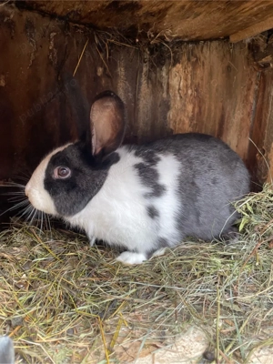 Iepuri hycole francez femelă - imagine 3