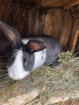 Iepuri hycole francez femelă