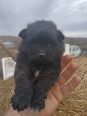 disponibili catei de intors - imagine 2