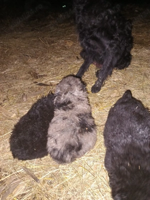 disponibili catei de intors - imagine 5