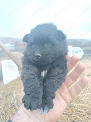 disponibili catei de intors - imagine 3