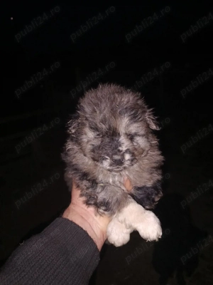 disponibili catei de intors - imagine 4