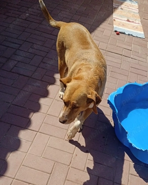 Donez gratis căine vizsla, urgent
