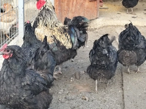 Gaini ouatoare - imagine 2