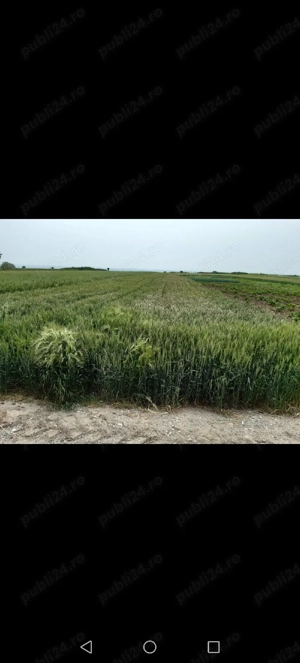 Teren intravilan Greaca - imagine 3