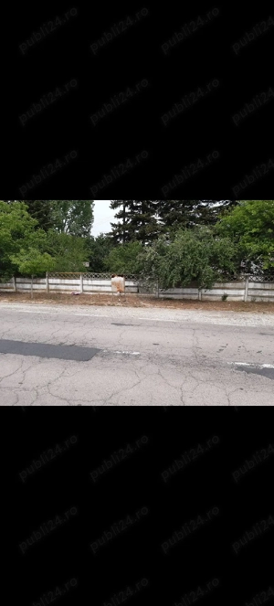 Teren intravilan Greaca - imagine 4