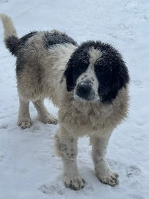 Ciobanesc de Bucovina 6 luni