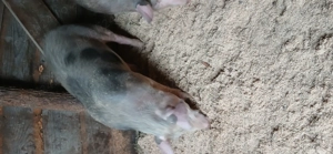 De vânzare 3 scrofite pietran de reproducție 