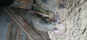 De vânzare 3 scrofite pietran de reproducție  - imagine 4