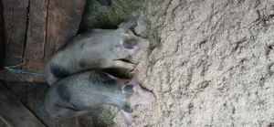 De vânzare 3 scrofite pietran de reproducție  - imagine 3