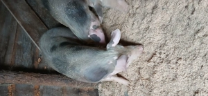 De vânzare 3 scrofite pietran de reproducție  - imagine 2