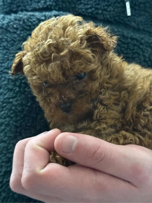 Pudel toy red chinezesc  - imagine 5