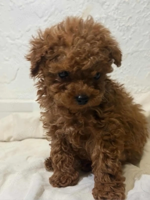 Pudel toy red chinezesc 