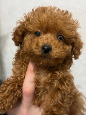 Pudel toy red chinezesc  - imagine 3