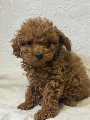 Pudel toy red chinezesc  - imagine 4