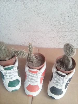 cactusi diverse soiuri  - imagine 3