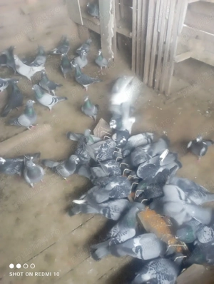 porumbei voaiajori de vanzara 40de lei bucata