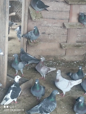 porumbei voaiajori de vanzara 40de lei bucata - imagine 3