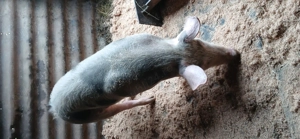 De vânzare 3 scrofite pietran de reproducție  - imagine 5