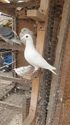 Ocazie! Vand 2 masculi voiajori albi sport, deparazitati recent, stare impecabila! - imagine 4