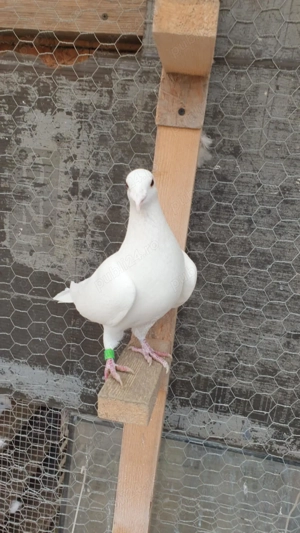 Ocazie! Vand 2 masculi voiajori albi sport, deparazitati recent, stare impecabila! - imagine 2