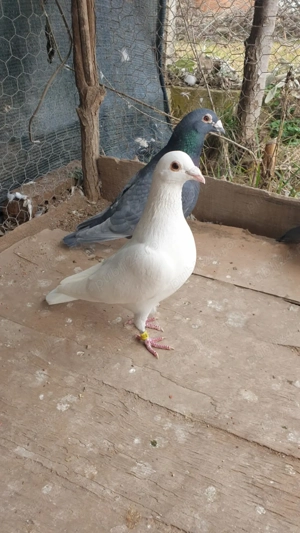 Ocazie! Vand 2 masculi voiajori albi sport, deparazitati recent, stare impecabila! - imagine 5