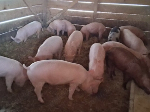 vând soldani  40-45 kg(masculi castraţi)