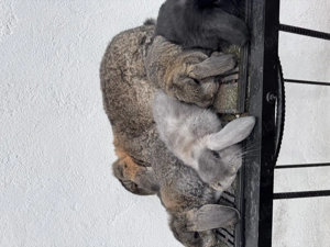 Femelă berbec german cu pui