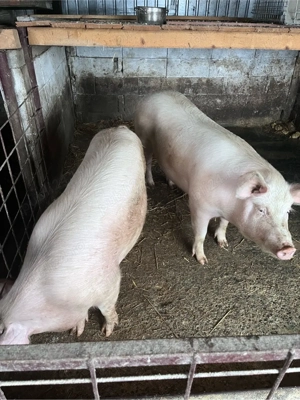 Vand porci 140kg+ - imagine 2