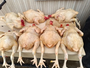 Vand pui de carne  - imagine 2