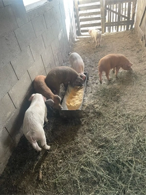 Vand purcei !  - imagine 4