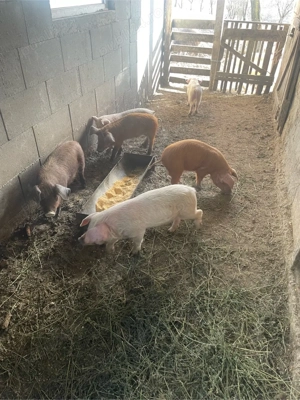 Vand purcei !  - imagine 3