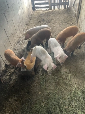 Vand purcei !  - imagine 5