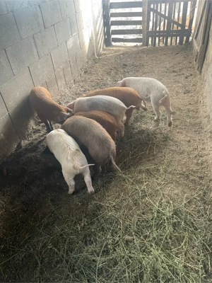 Vand purcei !  - imagine 2