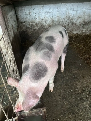 Porc 135kg 14 lei kg - imagine 2