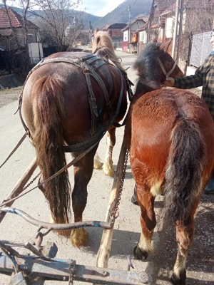 In căutare de gospodărire nouă  - imagine 4