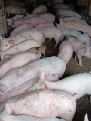 Purcei De Vânzare 17-35 kg 