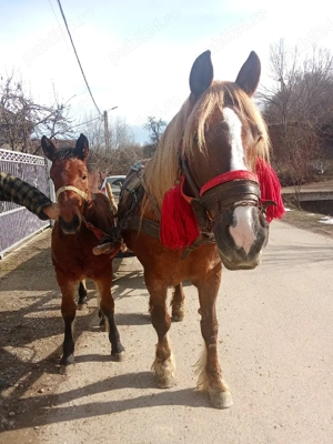 In căutare de gospodărire nouă  - imagine 3