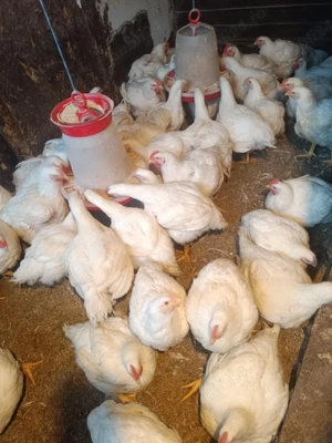 Vand pui de carne  - imagine 4