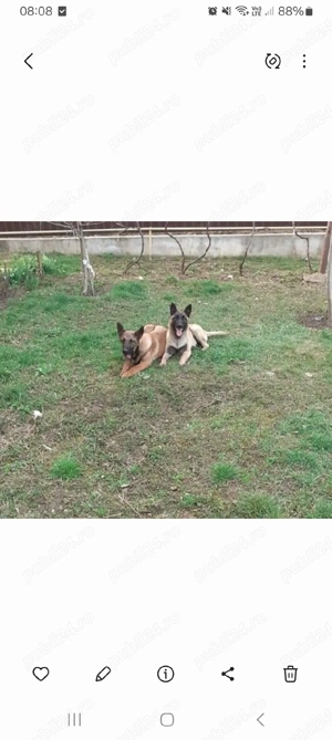 donez cățea ciobănesc belgian melinos   - imagine 2