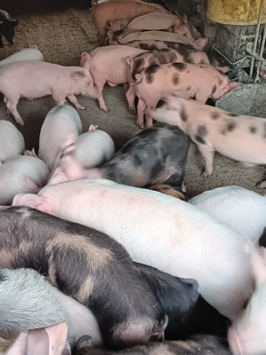 Purcei De Rasă 20-40 kg  - imagine 4