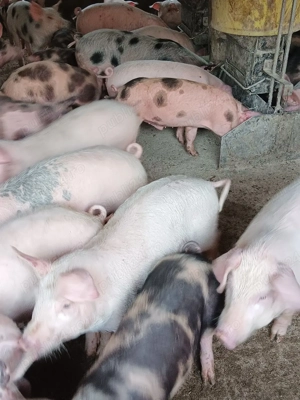 Purcei De Rasă 20-40 kg  - imagine 3