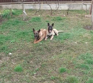 donez cățea ciobănesc belgian melinos   - imagine 3