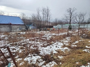 Butasi zmeura direct ii scot când dorește clientul