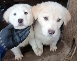 Ciobanesc de Asia Centrala