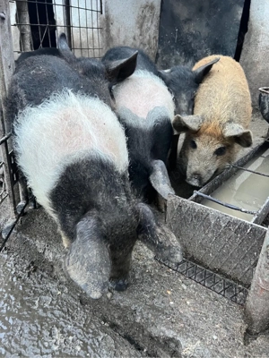 purcei bazna cu mangalita varsta 3 luni 