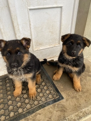 Pui Ciobanesc german  - imagine 2